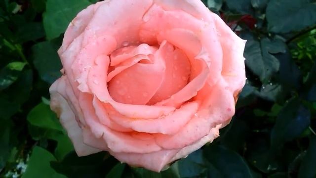 53.# ОБЗОР РОЗ ПРИМАДОННА, ИМПЕРАТРИЦА ФАРАХ,РЕД ИНТУИШЕН, ДУЭТ....... смотреть онлайн