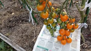 Великолепие вкуса и цвета. Волшебная Арфа. Томат..mp4