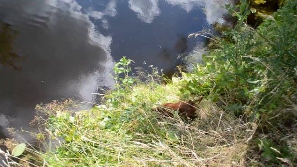 Такса копает нору в берегу реки