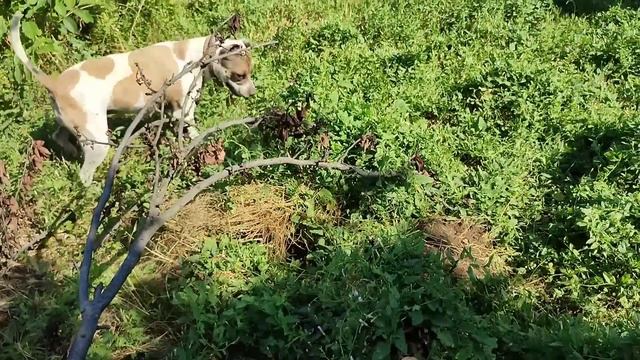 Влог: Наши будни. Планы на ремонт.Птица на газовом гриле смотреть онлайн