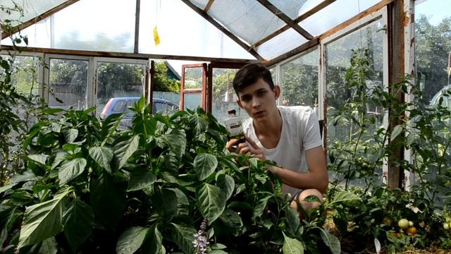 ПОДКОРМКА ПЕРЦА ВО ВРЕМЯ ЦВЕТЕНИЯ! ВАЖНО смотреть онлайн