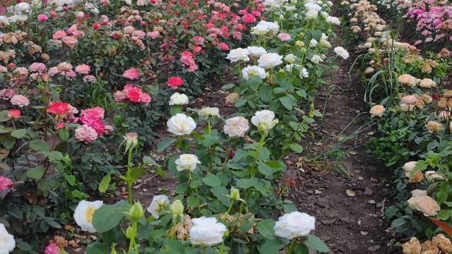 Видео обзор розы Вайт Охара - White O’Hara (Франция) смотреть онлайн