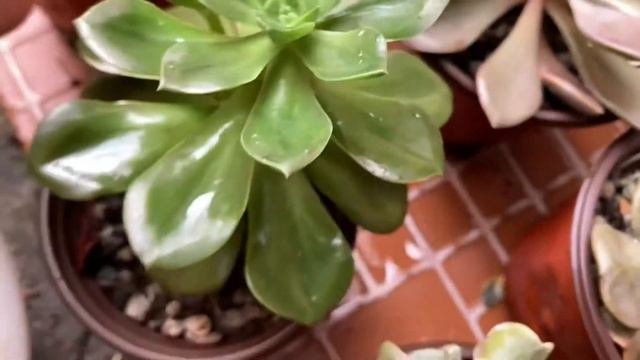 15 Succulents Recommended for Beginners 🌱 | Benguet Succulents update after 2 months 🤔 смотреть онлайн
