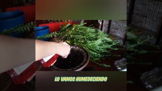 ?? 8 TRUCOS para tener un helecho SALUDABLE y FRONDOSO ❤️ cuidados y transplante NEPHROLEPIS CORDAT смотреть онлайн