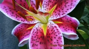 Лилия восточная Старгейзер ? обзор: как сажать, луковицы лилии Старгейзер