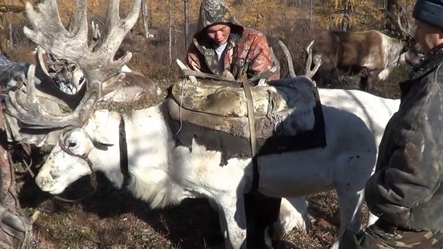 Эвенки, сборы на охоту, впервые верхом на олене.