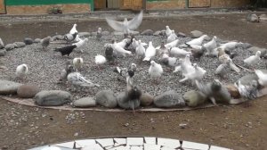 Лозеваль для профилактики лечения голубей!