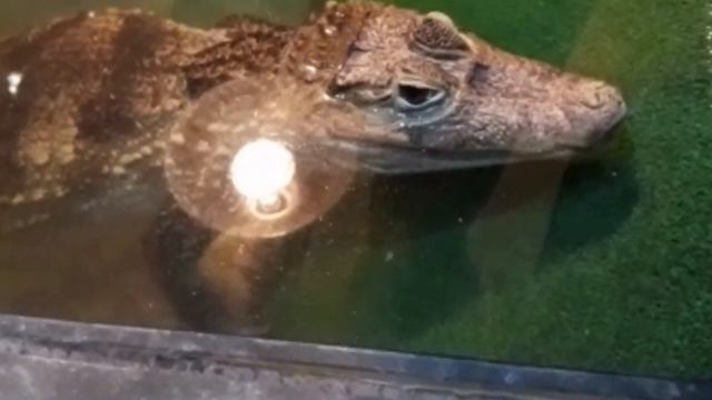 Урок 4 « Притворившийся христианином» смотреть онлайн