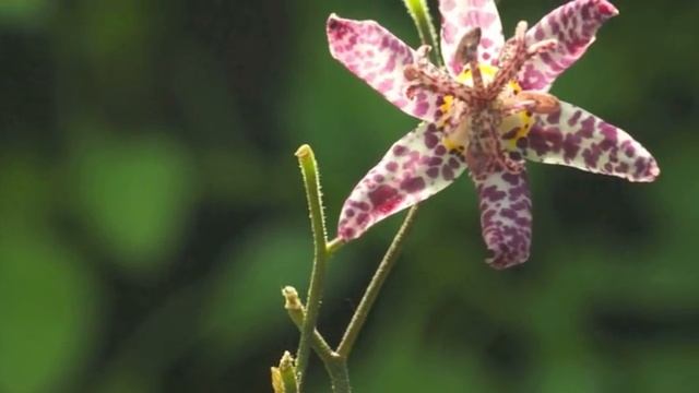 Tricyrtis