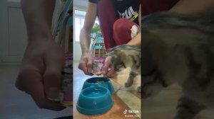 Мой кот не умрёт с голода