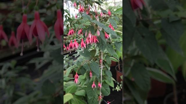 ФУКСИЯ Ботанический сад Оранжерея Коллекция Беларусь МИНСК // Belarus MINSK Botanical garden FUCHSI смотреть онлайн