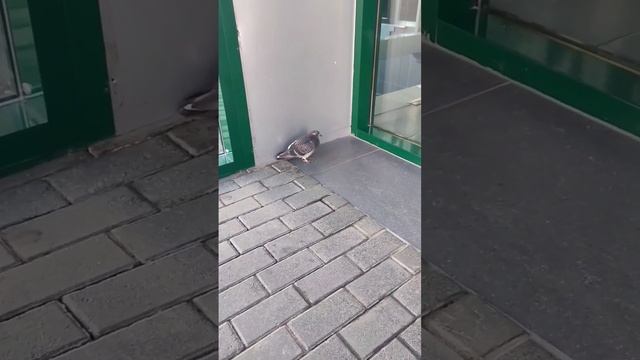 Как помочь ... Раненым Птицам ? смотреть онлайн