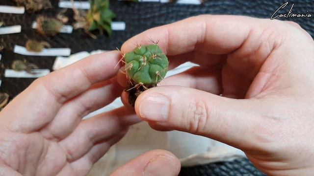 Surprise Cactus & Succulent Unboxing | Gorgeous Plants from Katherine Price смотреть онлайн