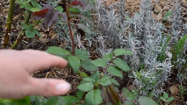 ЧТО НУЖНО РОЗАМ В ИЮНЕ, УХОД ЗА РОЗАМИ смотреть онлайн