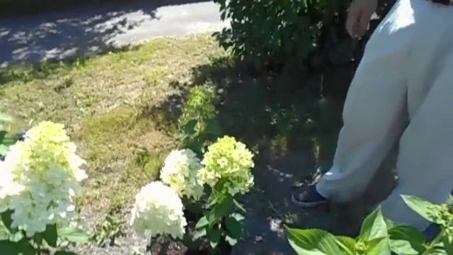 12. 08. 2022 г.Возмещение куста на претензию о "пересорте" смотреть онлайн