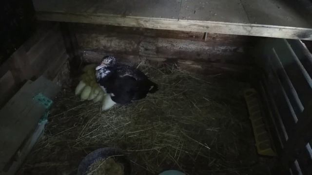 Мускусные Утки и утята //утята Франция// цыплята//