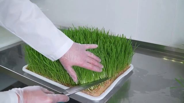 Производство сока омоложения из пшеницы на сапропелевой подложке смотреть онлайн