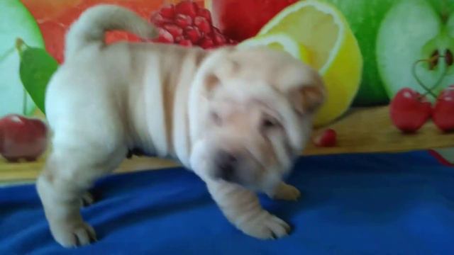 ПРОДАЕТСЯ-июнь-июль 2018г.МАЛЬЧИК-кремовый. смотреть онлайн