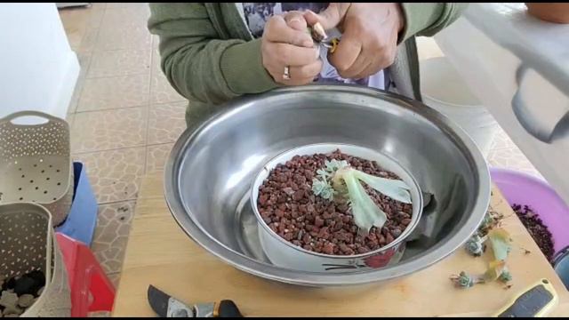 Trasplantando Echeveria Desmetiana y otras Suculentas смотреть онлайн