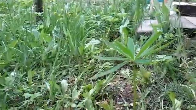 Дача бабушки Иры смотреть онлайн