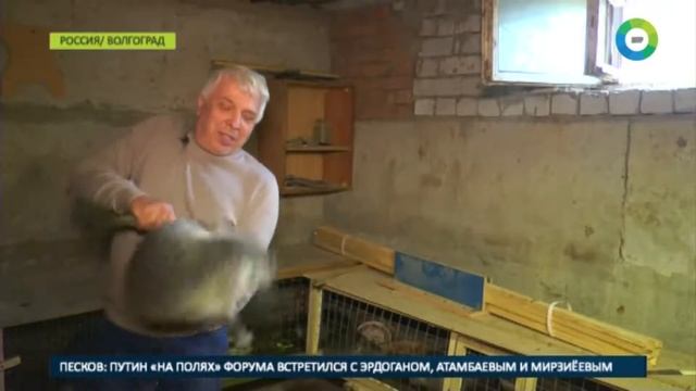 Ставка на нутрий: семья из Волгограда занялась разведением грызунов смотреть онлайн