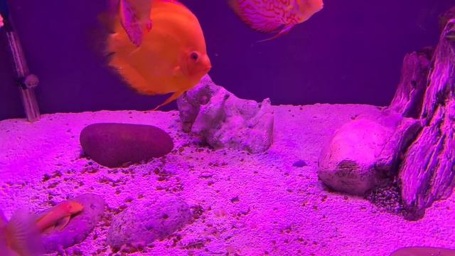 Аквариумные рыбки - дискусы смотреть онлайн