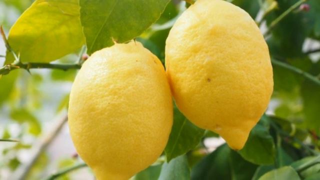 Limun lisbon najpoznatija sorta na svetu. смотреть онлайн