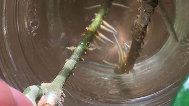 Размножение хойи. Как успешно размножить восковый плющ? смотреть онлайн