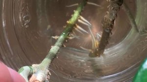 Размножение хойи. Как успешно размножить восковый плющ?