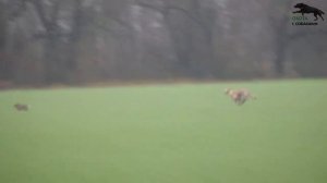 Охота с собаками на зайца .Грейхаунды и метисы хортой борзой .15 часть.  сезон 2023-2024г