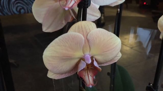 Завоз сортовых орхидей в Экофлору 14 января 2020 г. Хот Кис, Леди Мармелад, Мэйджик Арт, Попугай.. смотреть онлайн