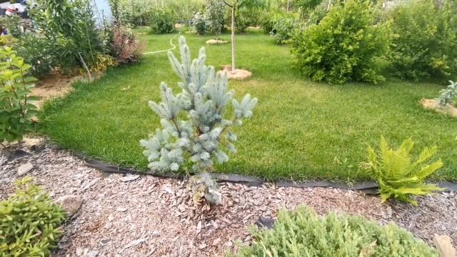 Хвойный сад и не только! Июль 2022_часть 4 смотреть онлайн