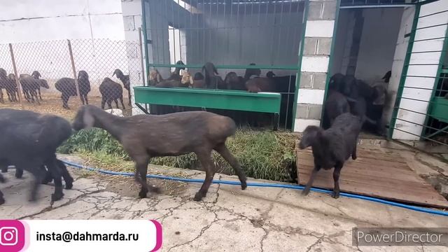 Гиссарские овцы Эмомали из Гиссара, осмотр овец Ходжимирзокаримом