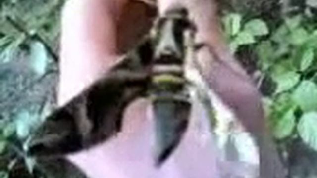 End of hibernation? Pandorus Sphinx Moth ? смотреть онлайн
