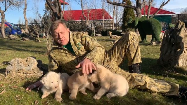 ЧУДО !!! У Львов Дейла и Лейлы родились ПУШИСТЫЕ РАЗНОЦВЕТНЫЕ ЛЬВЯТА !!! смотреть онлайн