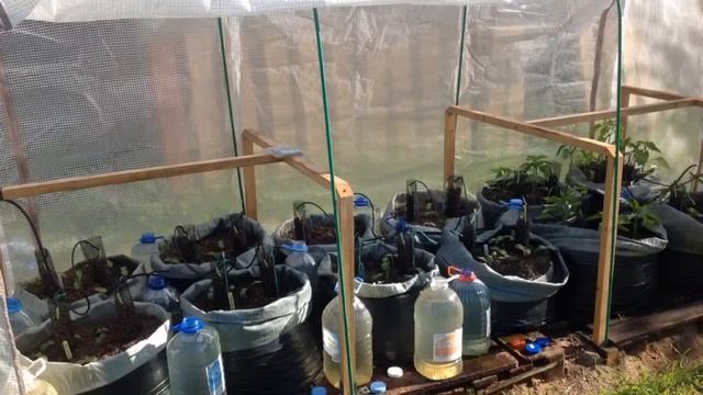 ОГУРЦЫ В МЕШКАХ, БОЧКАХ И ВЫСОКИХ ГРЯДКАХ. Эксперимент 2015 года. смотреть онлайн