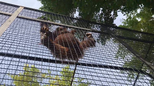 Дана заделалась верхолазкой) Тайган Orangutan Dana. Taigan