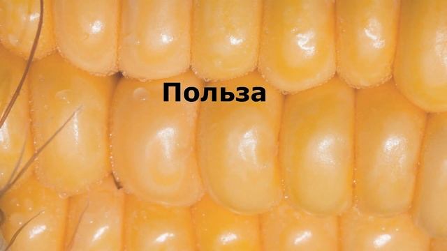 Кукуруза собакам. Хорошо это или плохо? смотреть онлайн
