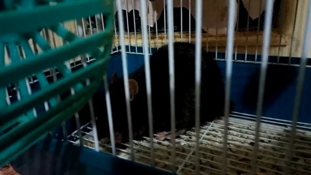 Домашняя крыса ест смотреть онлайн