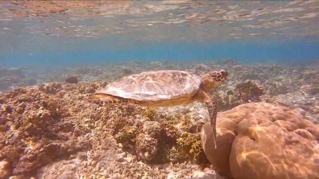 Oblu Nature Helengeli, Maldives House reef 2020 смотреть онлайн