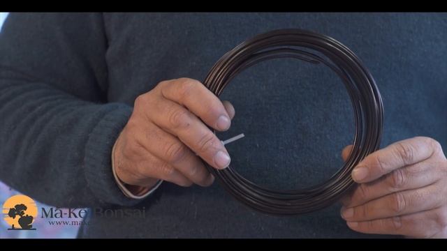 149) Hibiscus Bonsai, Rose Of Sharon Hibiscus Syriacus गुड़हल बोन्साई