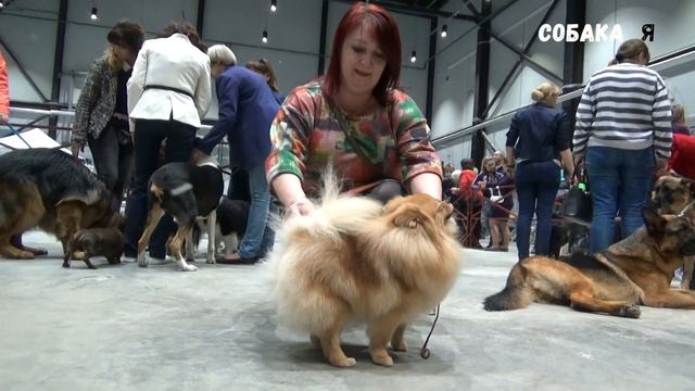 Шпиц Яся Собака я Выставка собак смотреть онлайн