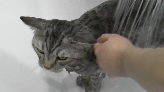 Как помыть кота. смотреть онлайн
