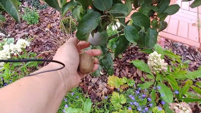 Обзор сада в августе! Новый клематис, астра, георгины и кровохлебка ! смотреть онлайн