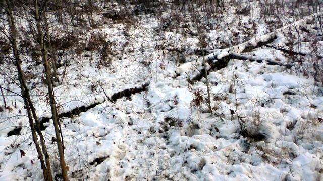 Ходовая охота на кабана Шесть советов начинающим охотникам. Делай так и всегда будешь с трофеем. смотреть онлайн