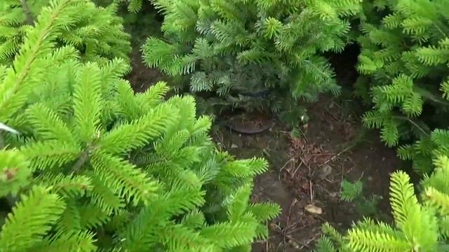 16219 Пихта Нордмана в горшке 0.80 – 1.00 м смотреть онлайн