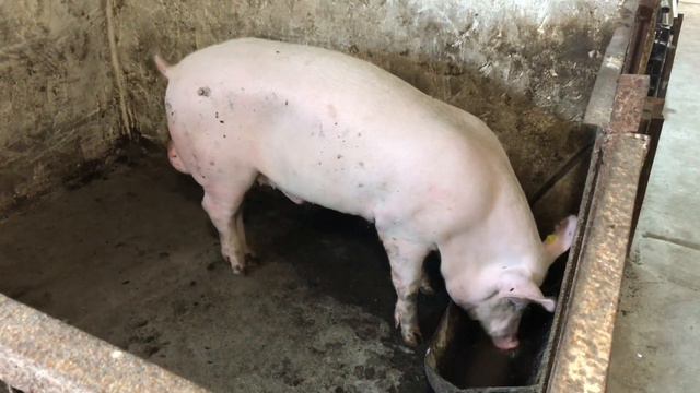 🇺🇦ЖАХАЮЧІ ЦІНИ на СВИНИНУ, Сало та МЯСО❓Бройлера та Кролятину! смотреть онлайн