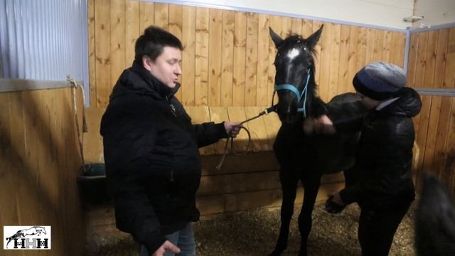 отъем жеребят Часть 2 смотреть онлайн