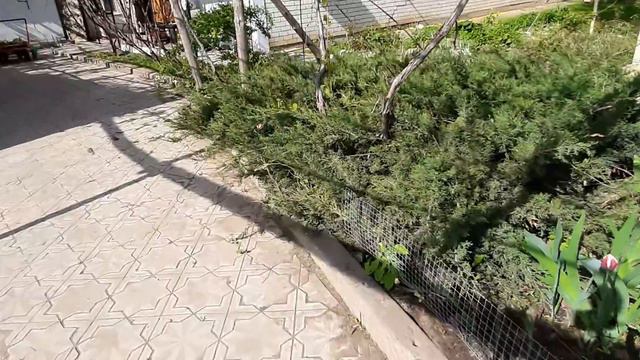 3 куста томата замёрзли.ЕДЕМ ПОКУПАТЬ ТЕЛЯТ.мой сад смотреть онлайн