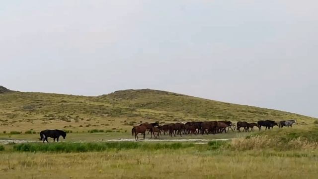 Казахская степь ?? смотреть онлайн